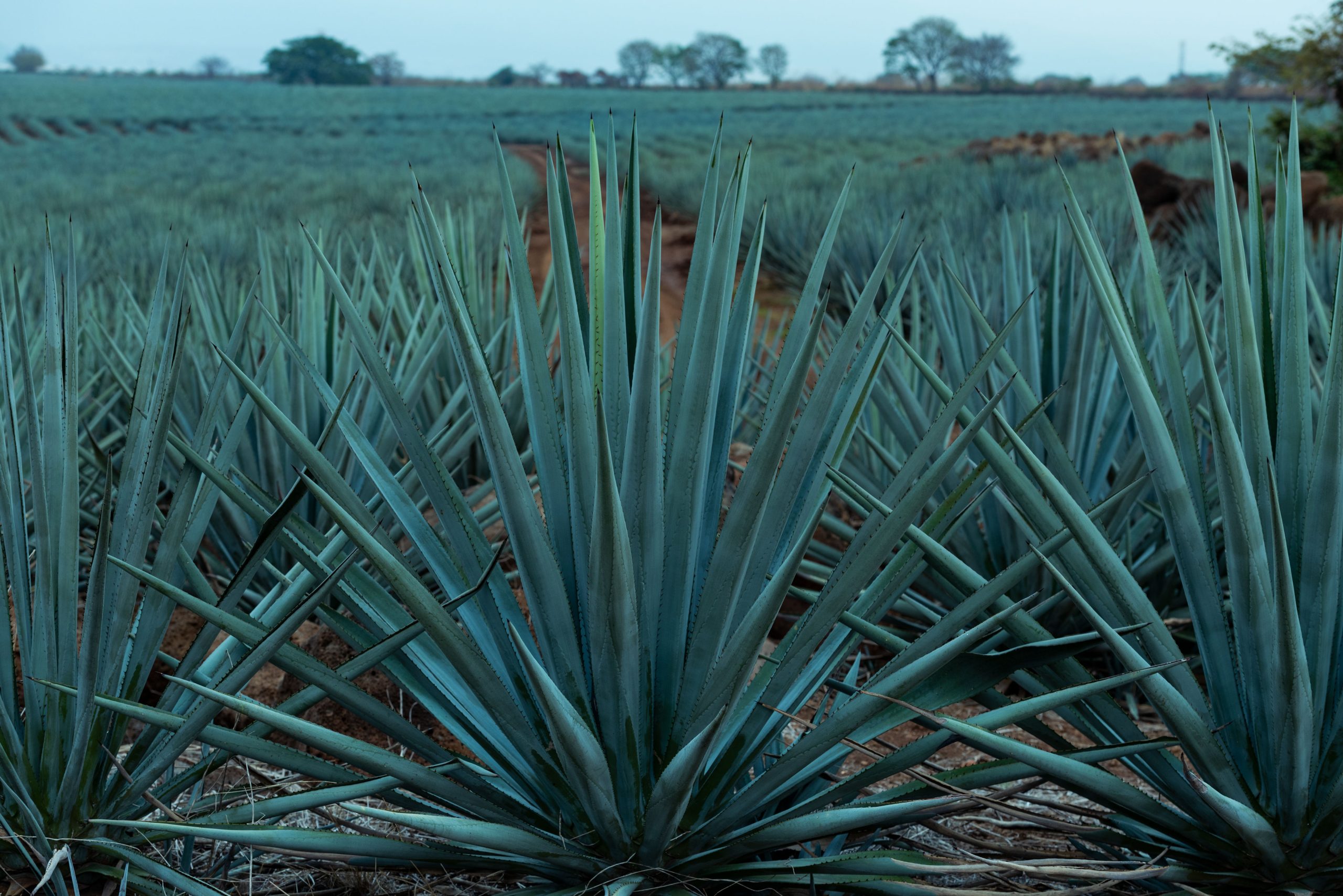 Nobazul, we share the benefits of the Agave throughout the world